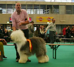 Milagro Cachorros Andor