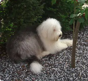 Milagro Cachorros Ayka