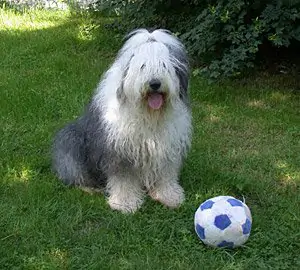 Shaggy Bear's Olympic Nike