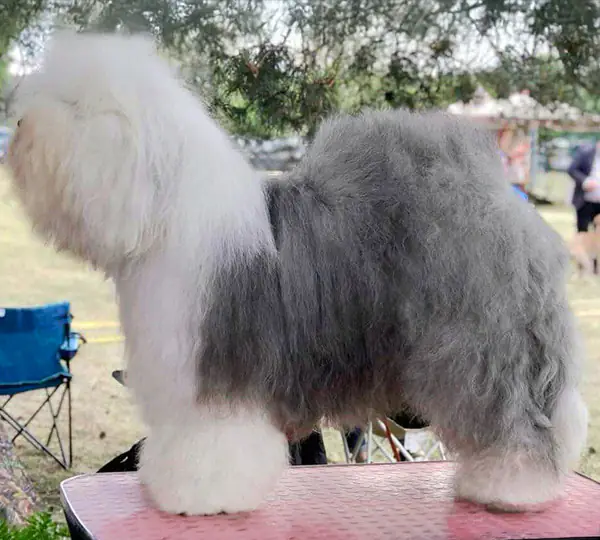 Hermine von den Bayern-Bobby's