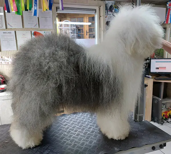 Hockesberghe's Walc Grace Us Giulia