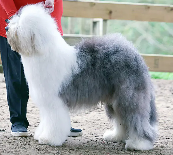 Humphrey Elbe-Urstromtal Of Old Windmill