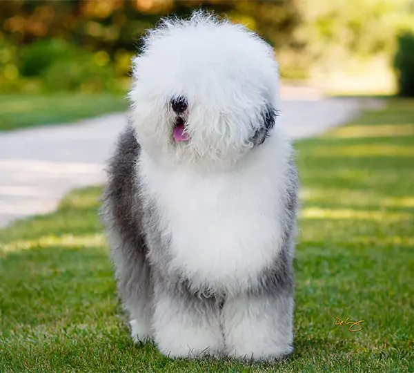 Lambluv's Fire Dancer II