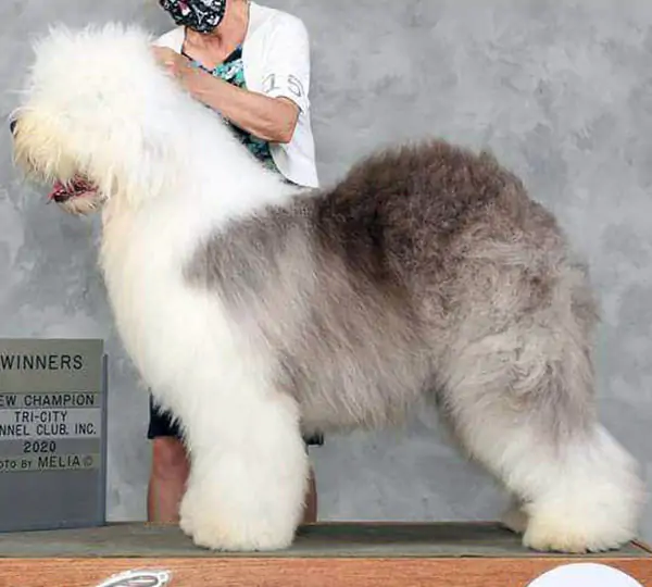 Lambluv's Freestyle Dancer