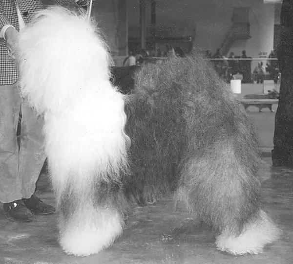 Lamedazottel Jazzsinger