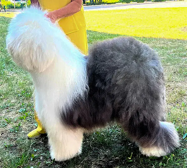 Love'N Stuff All American Snowboot Bear