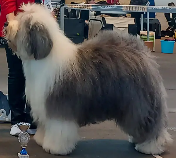 Melleonärs Keep Your Tail Up