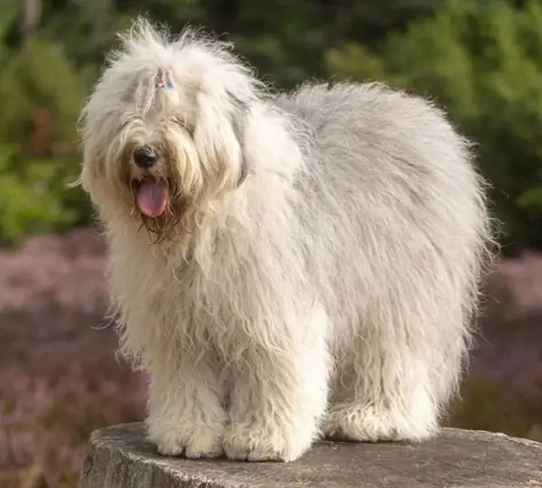 Melleonärs Kissable Snout