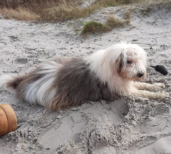 Milagro Cachorros Aydan