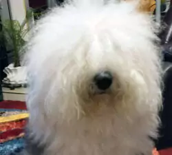 Mon The Sparkling Bear Arwen
