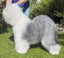 Niedersachsen's Pride Nosy Bear