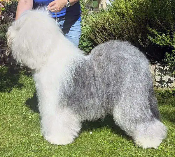 Niedersachsen's Pride Nosy Bear