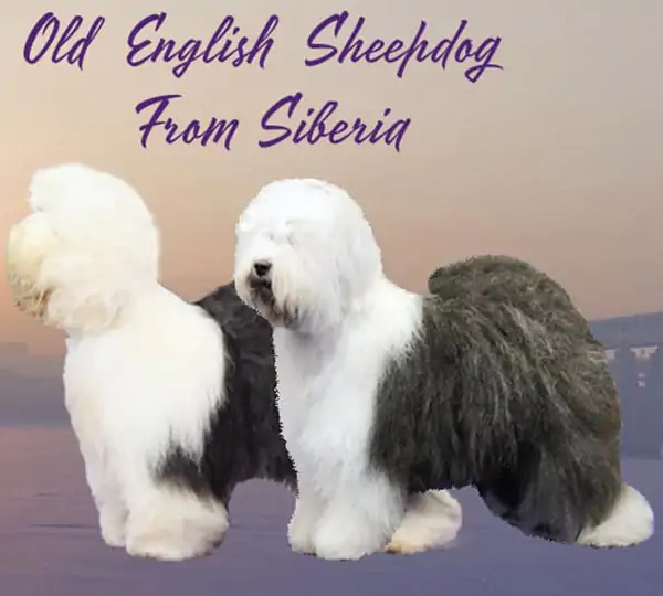 Shero Woo Alejandro x Griland Iriska Moskovakaya