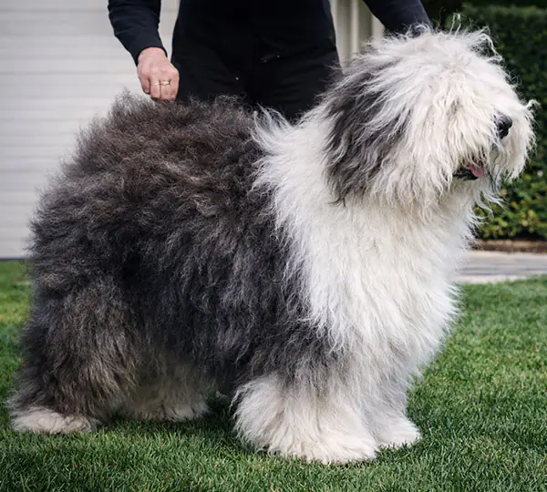 Nuschka vom Riedring