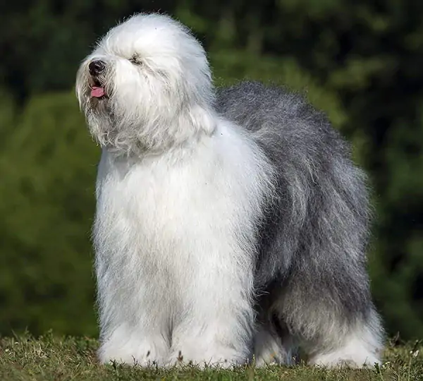 Oktawia Ohana Millanion