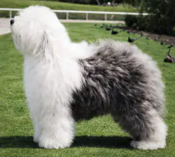 Pendlefold Prince Hal