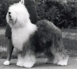 Pettibones Talisman Hi Times