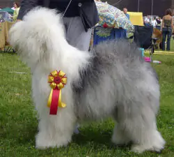 Pixie Of Roseville