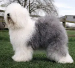 Pockethall Silver Charm