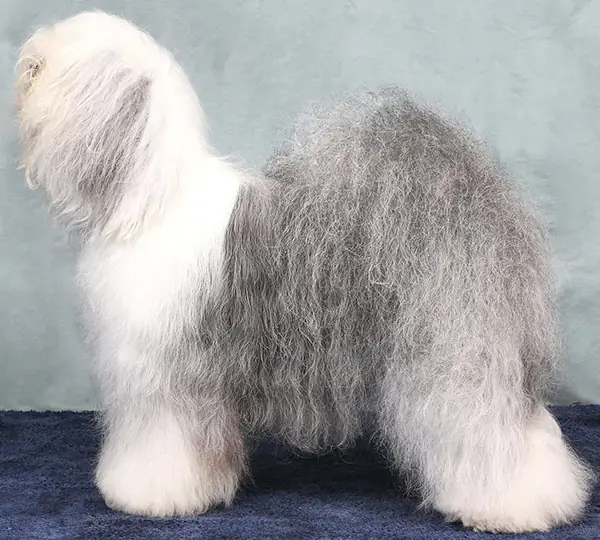 Quemerford Magic Wish