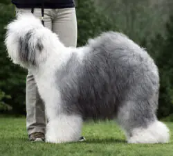 Reeuwijk's Filmstar in Silver