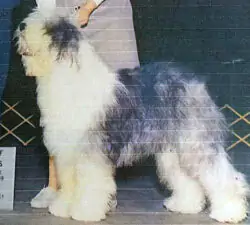 Rolling Gait's Fit To Be Tied