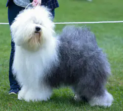 Shaggybo Beautiful Dream