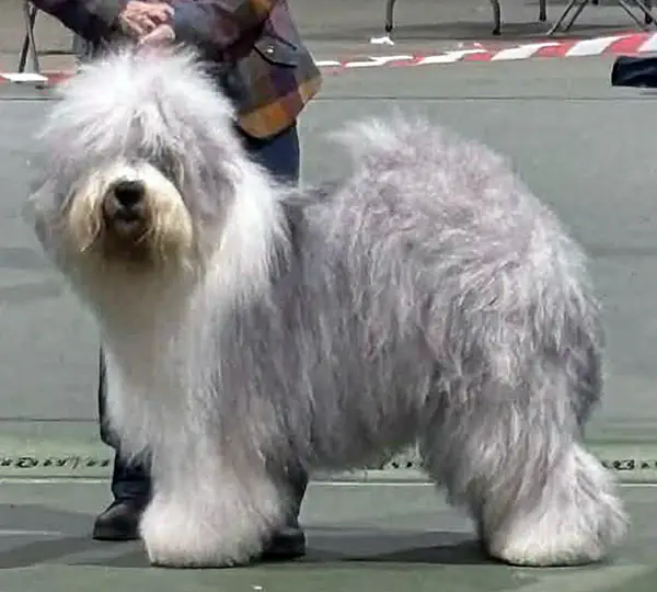 Shaggybo Mineral Mist