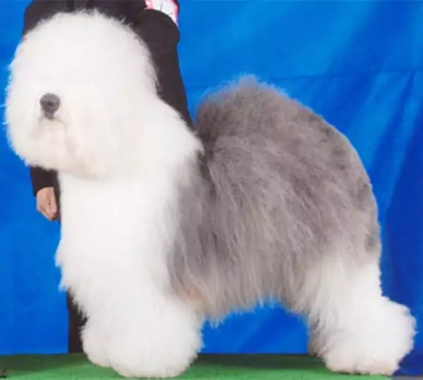 Sherlock Molnmix Shetland Of Suffolk