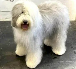 Silvery Bear Göd Donna