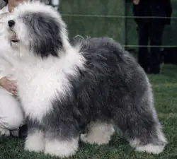 Snow Dumpling Aphrodite