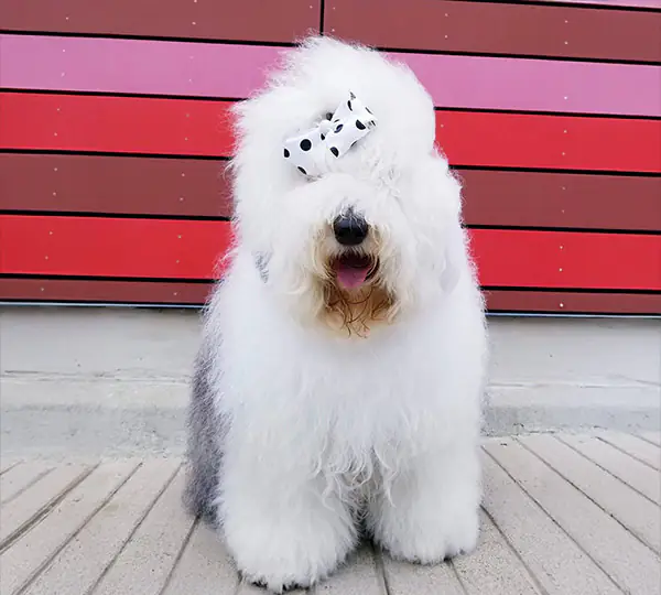 SnowDowne CJ's Cover Girl