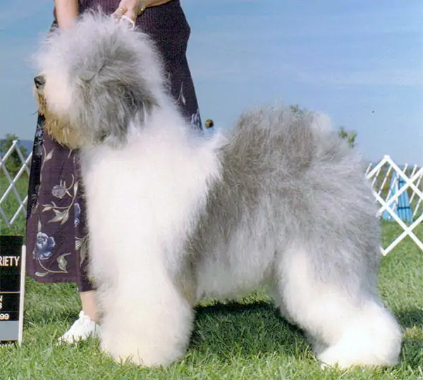 Spanish-Whisper De Krismaca