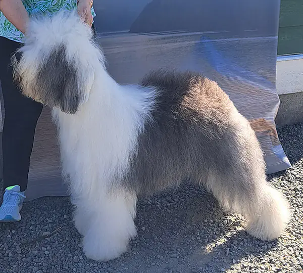 Stoneyroydes Deja Vu Do You Get It Deja Vu