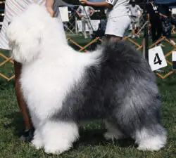 Talisman's A Touch Of Elegence