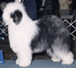 Tarawood's Classic Masterpiece