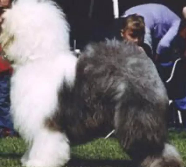 Tumbleweed Lambluv Gala Affair