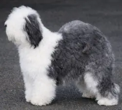 Tynycoed Caradog Ap Tegwch