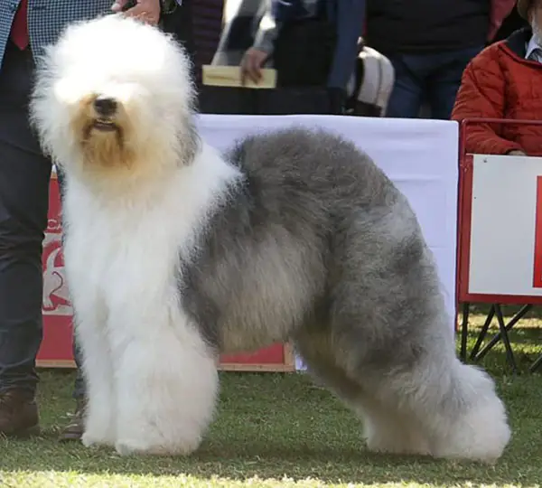 Van Cleef aus dem Elbe-Urstromtal