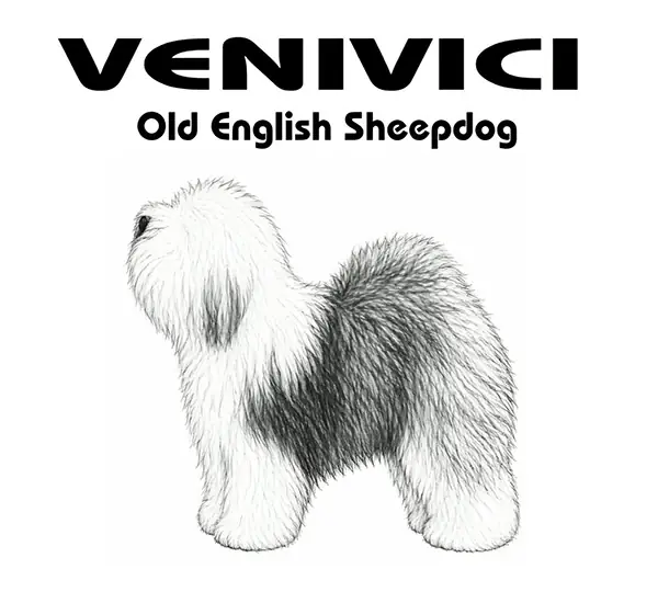 Venivici