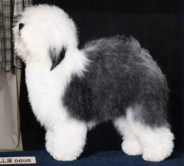Wiggans Little Bear