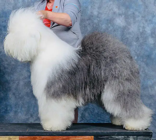 Woolkin's Hello World