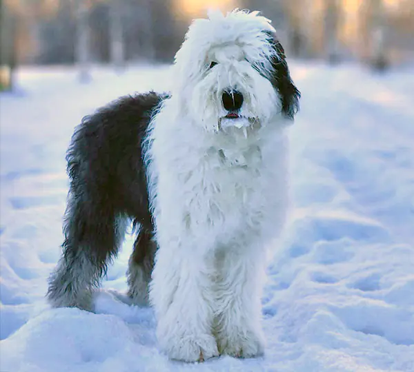 X'Santa Monica aus dem Elbe-Urstromtal