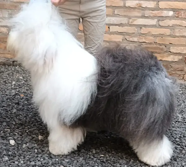 Yang Shetland Of Suffolk