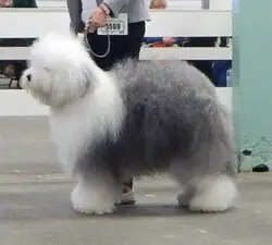 Zottels Bette Midler