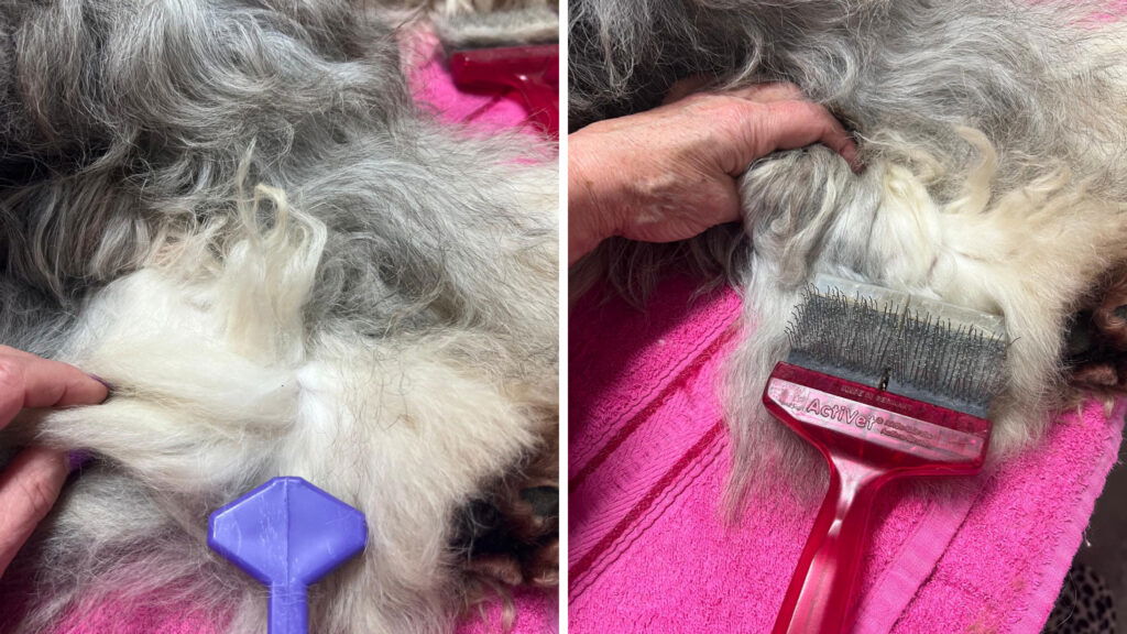 Routine - Achterkant van de achterpoten