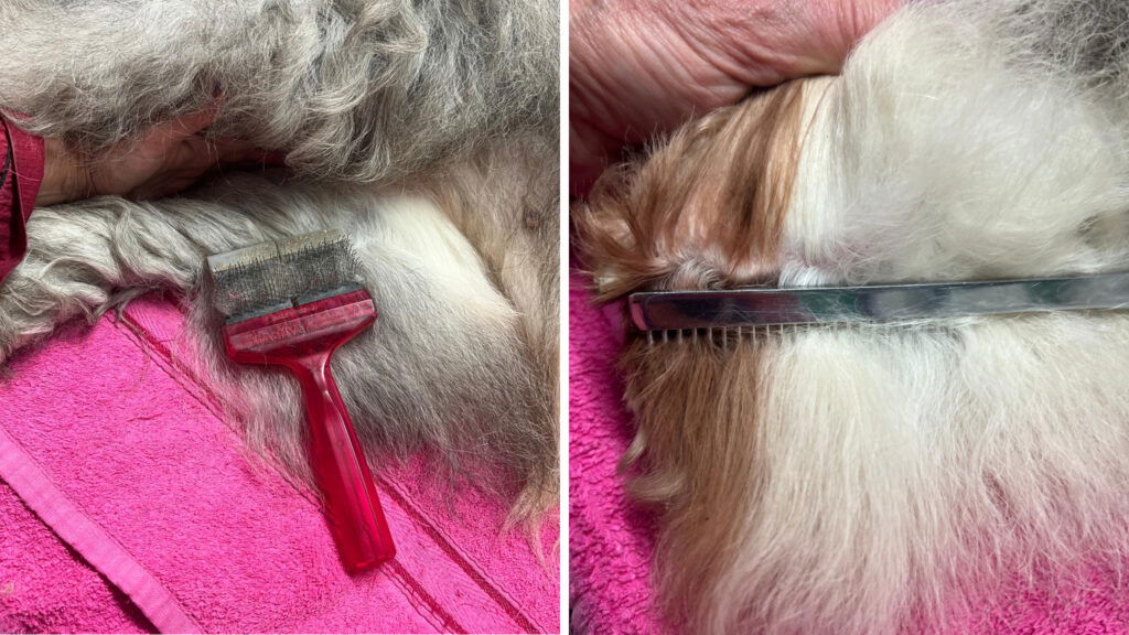 Routine - Voorkant achterpoten