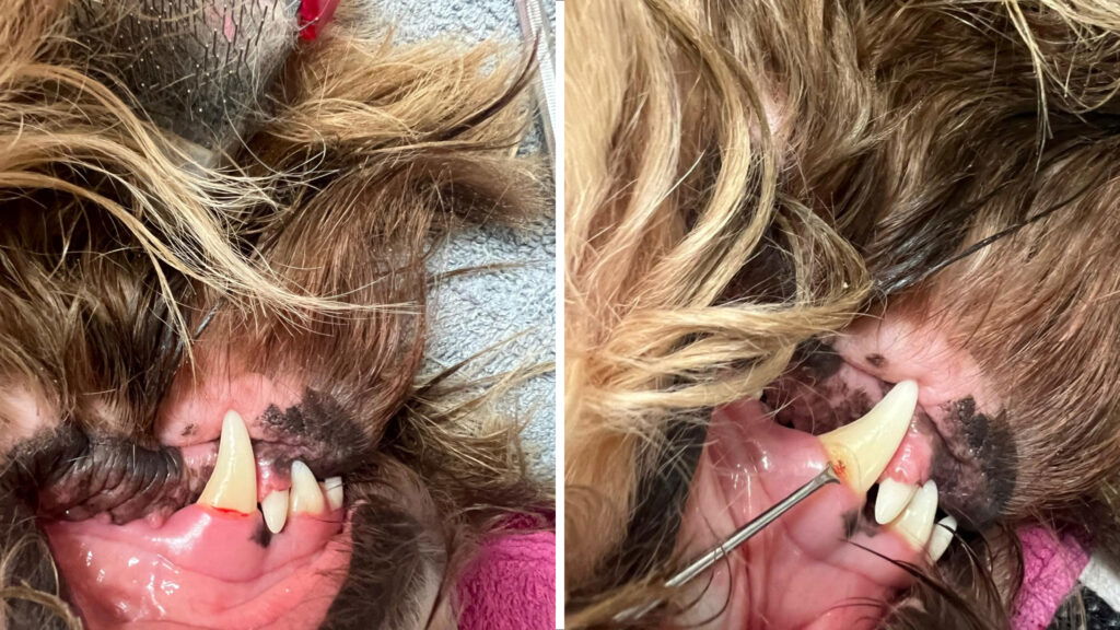 Routine - Tanden schoonmaken