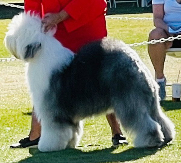 Bearfoot Baloo's Walking On Sunshine