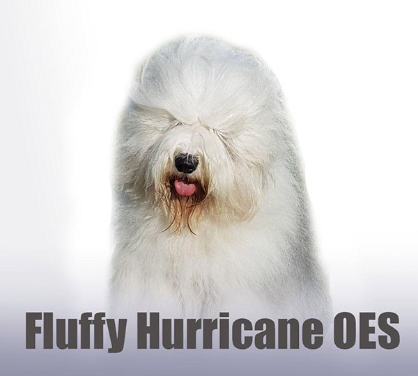 Fluffy Hurricane